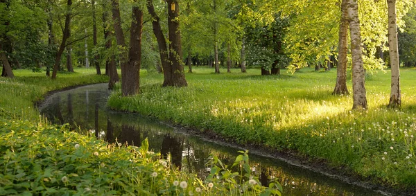森林公园里的小河 巨大的绿色落叶树野花植物金色的阳光宜人的夏季风景 生态旅游 骑自行车 向北行走 — 图库照片