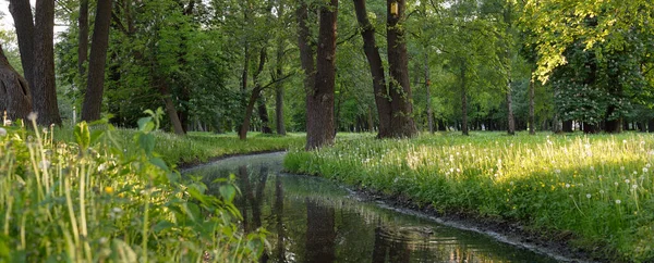 Pequeno Rio Canal Parque Florestal Poderosas Árvores Decíduas Verdes Flores — Fotografia de Stock