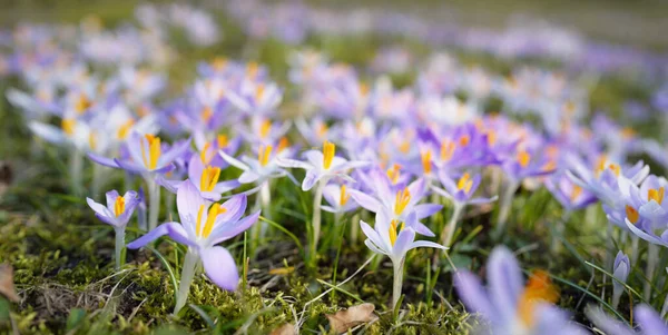 Kwitnące Kwiaty Krokusa Parku Drzewa Tle Wczesną Wiosną Europie Symbol — Zdjęcie stockowe