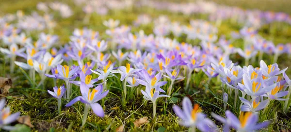 公園に群生する花を咲かせます 背景にある木 早春だ ヨーロッパだ 平和と喜びのシンボル 草の中での自然化 エコツーリズム 環境保全 — ストック写真