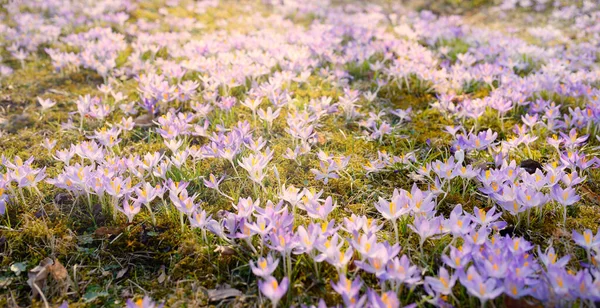 Blommande Krokus Blommor Park Tidig Vår Symbol För Fred Och — Stockfoto