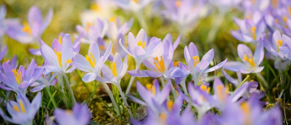 Kwitnące Kwiaty Krokusa Parku Wczesną Wiosną Symbol Pokoju Radości Koncepcja — Zdjęcie stockowe