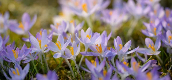 Квітучі Квіти Парку Рання Весна Символ Миру Радості Великодня Концепція — стокове фото