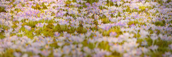 公园里盛开的番红花 早春和平与欢乐的象征 草木归化 环境保护 花形图案 全景视图 — 图库照片