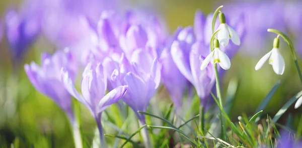 Blühende Krokusblüten Einem Park Aus Nächster Nähe Vorfrühling Europa Symbol — Stockfoto