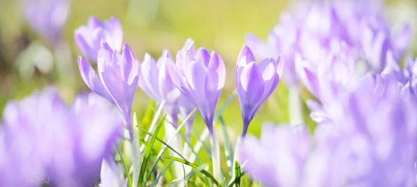 Blühende Krokusblüten Einem Park Aus Nächster Nähe Vorfrühling Europa Symbol — Stockfoto