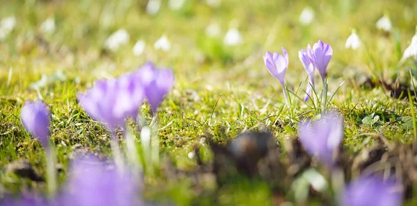 Kwitnące Kwiaty Krokusa Parku Zbliżenie Wczesną Wiosną Europie Symbol Pokoju — Zdjęcie stockowe