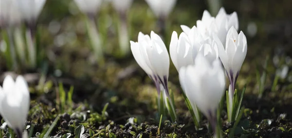 Flores Cocodrilo Blanco Florecientes Parque Cerca Primavera Temprana Europa Símbolo — Foto de Stock