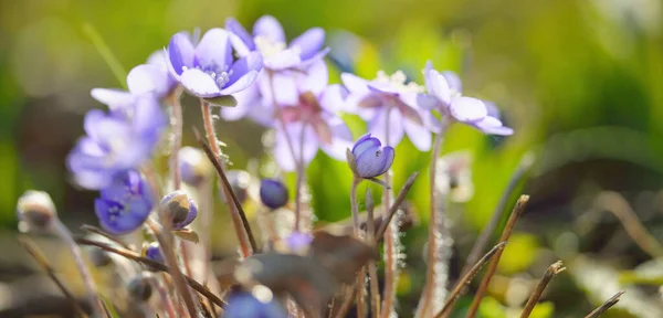 Blooming Anemone Hepatica Flowers Forest Close Early Spring Europe Idyllic — Stock Photo, Image