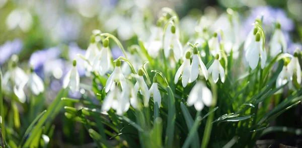 Blooming Crocus Snowdrops Flowers Park Close Early Spring Europe Symbol — Stock Photo, Image