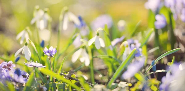 Blühende Krokusse Und Schneeglöckchen Blühen Einem Park Aus Nächster Nähe — Stockfoto