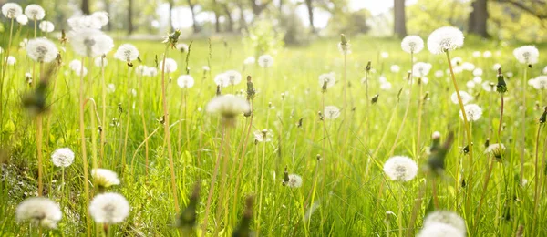 Зеленый Газон Цветущими Цветами Одуванчика Ясный Солнечный День Весна Лето — стоковое фото