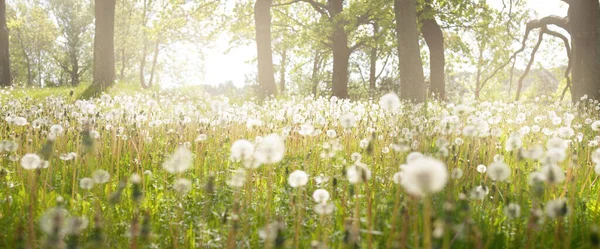 Grüner Rasen Mit Blühenden Löwenzahnblüten Einem Klaren Sonnigen Tag Frühling — Stockfoto