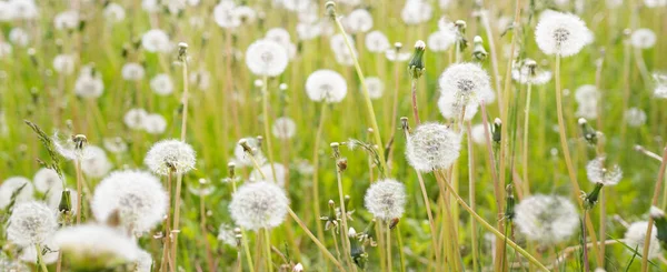 Green Lawn Blooming Dandelion Flowers Clear Sunny Day Spring Summer — Stock Photo, Image