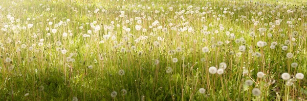 Weg Allee Einem Grünen Laubwaldpark Einem Sonnigen Frühlingstag Mächtige Bäume — Stockfoto