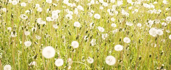 Grön Gräsmatta Med Blommande Maskros Blommor Klar Solig Dag Våren — Stockfoto