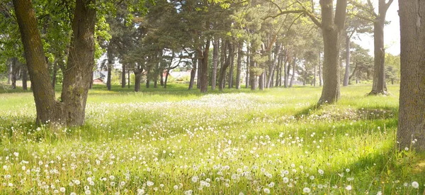 Camino Callejón Verde Parque Forestal Hoja Caduca Soleado Día Primavera —  Fotos de Stock