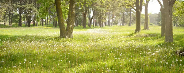 Caminho Beco Parque Florestal Decíduo Verde Dia Ensolarado Primavera Árvores — Fotografia de Stock