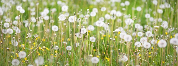 Green Lawn Blooming Dandelion Flowers Clear Sunny Day Spring Summer — Stock Photo, Image