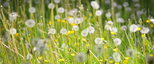 Groene Gazon Met Bloeiende Paardenbloem Bloemen Een Heldere Zonnige Dag — Stockfoto