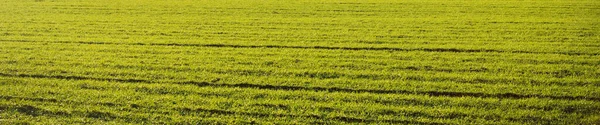 Grüne Gepflügte Landwirtschaftliche Feld Hügel Bei Sonnenuntergang Einsame Bäume Hintergrund — Stockfoto