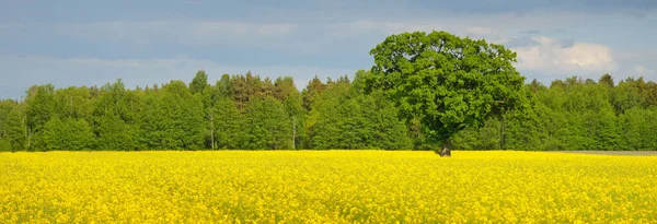 Rural Landscape Blooming Yellow Rapeseed Field Mighty Oak Tree Background — Stock Photo, Image