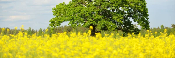 Rural Landscape Blooming Yellow Rapeseed Field Mighty Oak Tree Background — Stock Photo, Image