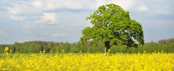 Kırsal alan. Çiçekli sarı kolza tohumu tarlası ve açık güneşli bir günde arka planda ulu meşe ağacı. Tarım, biyoteknoloji, yakıt, gıda endüstrisi, alternatif enerji, çevre, doğa
