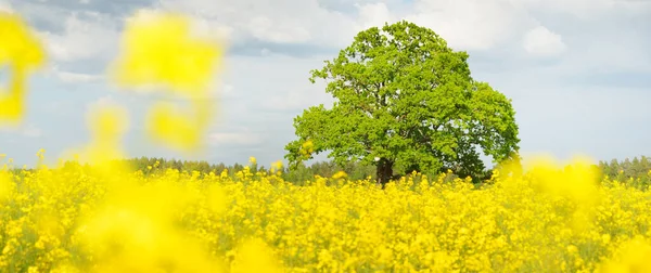 田園風景 晴れた日には 背景に黄色の菜の花畑と力強いオークの木が咲きます バイオテクノロジー 食品産業 代替エネルギー — ストック写真