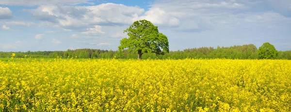 乡村风景 开花结果的黄色油菜籽地和雄伟的橡树在一个晴朗的晴天的背景 生物技术 食品工业 替代能源 — 图库照片