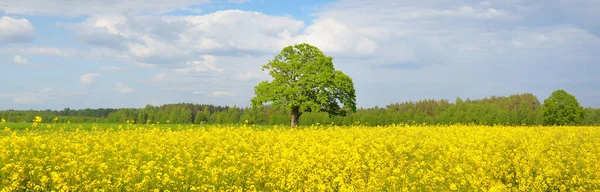 Kırsal alan. Çiçekli sarı kolza tohumu tarlası ve açık güneşli bir günde arka planda ulu meşe ağacı. Tarım, biyoteknoloji, yakıt, gıda endüstrisi, alternatif enerji, çevre, doğa
