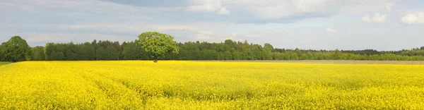 Spring Rural Landscape View Blooming Rapeseed Field Forest Background Clear — Stock Photo, Image