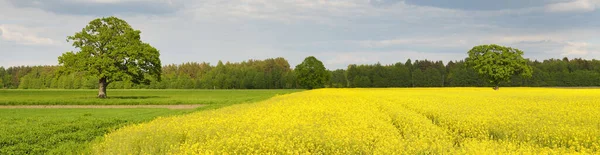 Ländliche Landschaft Blühende Gelbe Rapsfelder Und Mächtige Eichen Hintergrund Einem — Stockfoto