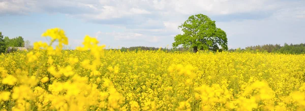 Rural Landscape Blooming Yellow Rapeseed Field Mighty Oak Tree Background — Stock Photo, Image