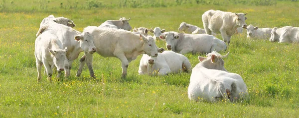 Vacas Brancas Pastando Prado Verde Floresta Cena Rural Verão Paisagem — Fotografia de Stock