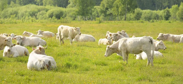 Witte Koeien Grazen Een Groene Bosweide Zomer Plattelandsleven Pastoraal Landschap — Stockfoto