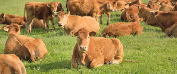 Vacas Pardas Pastando Prado Verde Del Bosque Escena Rural Verano — Foto de Stock