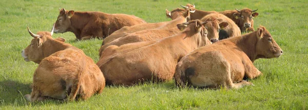 Yeşil bir orman çayırında otlayan kahverengi inekler. Yazın kırsal alanda. Pastoral manzara. Evcil hayvanlar, çiftlik hayvanları, çiftlik, gıda endüstrisi, sığır ve süt, alternatif üretim, kırsal yaşam