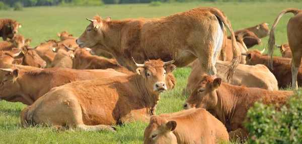 Yeşil bir orman çayırında otlayan kahverengi inekler. Yazın kırsal alanda. Pastoral manzara. Evcil hayvanlar, çiftlik hayvanları, çiftlik, gıda endüstrisi, sığır ve süt, alternatif üretim, kırsal yaşam