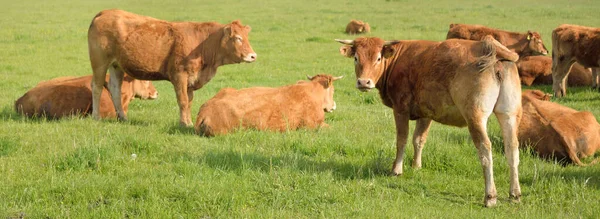 Vacas Pardas Pastando Prado Verde Del Bosque Escena Rural Verano — Foto de Stock
