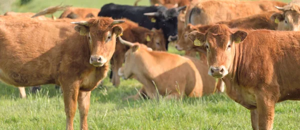 Yeşil bir orman çayırında otlayan kahverengi inekler. Yazın kırsal alanda. Pastoral manzara. Evcil hayvanlar, çiftlik hayvanları, çiftlik, gıda endüstrisi, sığır ve süt, alternatif üretim, kırsal yaşam