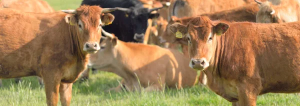 Brown Cows Grazing Green Forest Meadow Summer Rural Scene Pastoral — Stock Photo, Image