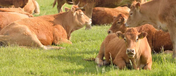 Vacas Pardas Pastando Prado Verde Del Bosque Escena Rural Verano —  Fotos de Stock