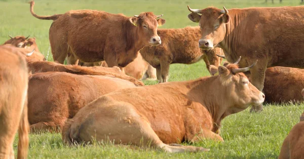 Yeşil bir orman çayırında otlayan kahverengi inekler. Yazın kırsal alanda. Pastoral manzara. Evcil hayvanlar, çiftlik hayvanları, çiftlik, gıda endüstrisi, sığır ve süt, alternatif üretim, kırsal yaşam