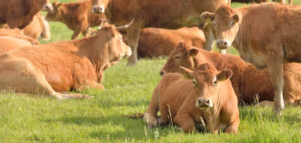 Yeşil bir orman çayırında otlayan kahverengi inekler. Yazın kırsal alanda. Pastoral manzara. Evcil hayvanlar, çiftlik hayvanları, çiftlik, gıda endüstrisi, sığır ve süt, alternatif üretim, kırsal yaşam