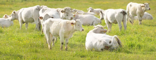 Yeşil bir orman çayırında otlayan beyaz inekler. Yazın kırsal alanda. Pastoral manzara. Evcil hayvanlar, çiftlik hayvanları, çiftlik, gıda endüstrisi, sığır ve süt, alternatif üretim, kırsal yaşam