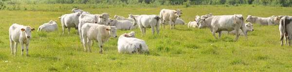 Vacas Brancas Pastando Prado Verde Floresta Cena Rural Verão Paisagem — Fotografia de Stock