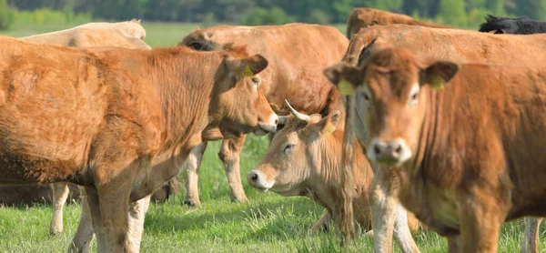 Yeşil bir orman çayırında otlayan kahverengi inekler. Yazın kırsal alanda. Pastoral manzara. Evcil hayvanlar, çiftlik hayvanları, çiftlik, gıda endüstrisi, sığır ve süt, alternatif üretim, kırsal yaşam