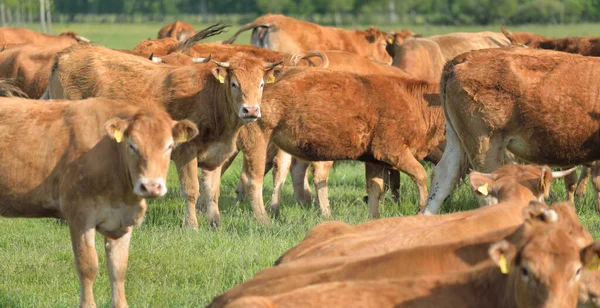 Brown Cows Grazing Green Forest Meadow Summer Rural Scene Pastoral — Stock Photo, Image