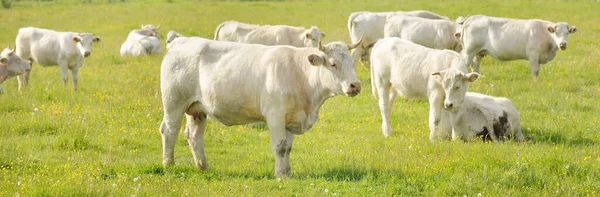 Vacas Blancas Pastando Prado Verde Del Bosque Escena Rural Verano — Foto de Stock